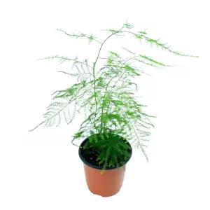 글라스가든 아스파라거스 나누스 소품 반음지 음지 인테리어 실내공기정화식물 화초 키우기