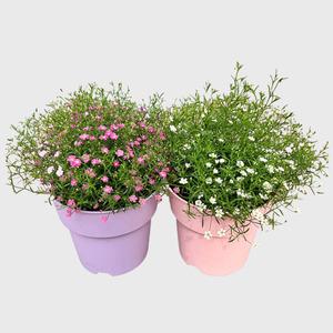 안개초 중형 야생화 인테리어 반려식물 꽃모종