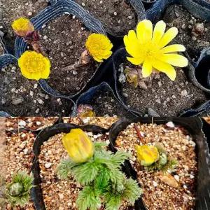 복수초 4치 포트 모종 20개 겨울 야생화 봄 노란 꽃 들꽃