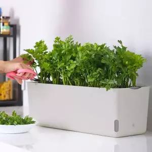 [콩심팥심]프레시가든 자동급수 화분 상추 토마토 베란다텃밭