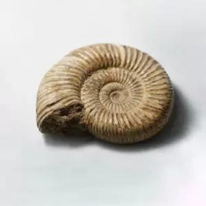 암모나이트 화석(실물)