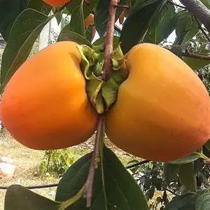 대봉감 갑주백목 감나무묘목 연시 홍시 [접목상묘/접목특묘/분달이]