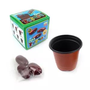 3000 강낭콩 키우기 키트 1개-씨앗 흙 화분 포함