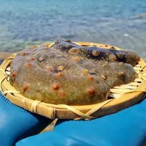 [롯데백화점]물맛남 통영직송 싱싱한 제철 해삼 1kg