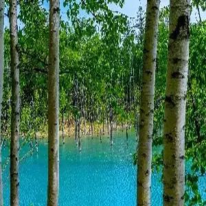 홋카이도 4일 #비에이+후라노 꽃나들이 #아시아나항공 왕복 #시내2박+도야온천 #팜토미타 #오타루관광 #대게 + 샤브샤브 + 주류[음료] 무제한 #라벤다 아이스크림