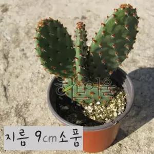 (선인장) 적도선 (토끼선인장) 지름 9cm 소품다육화분 (좋은흙만