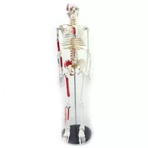 인체모형 모델 모형 스켈레톤 전신골격 구부릴 수 해부학 있는 85cm 뼈 높이 골격