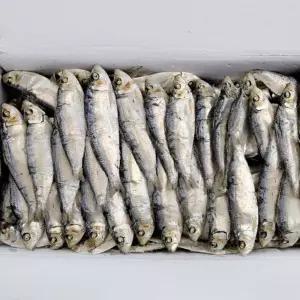 VB 밴댕이 디포리 600g 1봉밴딩이 국물용멸치 다시 다시용 용마른 용건 건조 건멸치 마른 말린