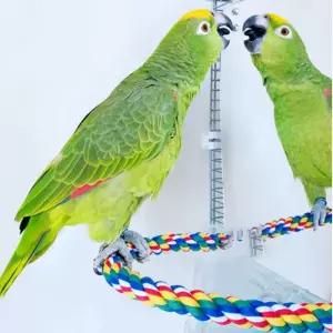 앵무새 새장 거울 새 횃대 횟대 장난감 놀이 부리갈이 용품 조류소품 새용품 발톱 훈련용 놀이터 새터 난감