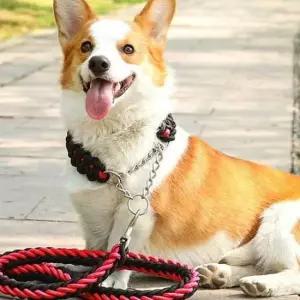 [반려] 목줄 리드줄 로프 레드 산책줄 1.5cm 1.25M 대형견