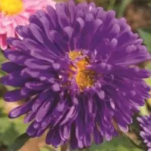 야생 꽃씨앗 야생화 꽃씨 종자 과꽃 씨앗판매 10000립 씨앗 정원꾸미기 야생화씨 당국화 종묘사