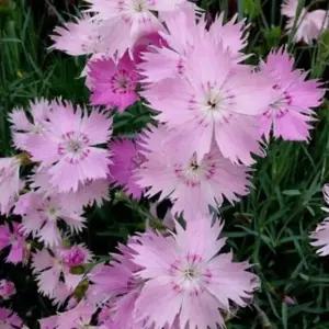 사계 향기 상록 패랭이 씨앗 야생화 꽃씨 종자 5000립 꽃씨앗 정원꾸미기 야생화씨 씨앗판매 종묘사