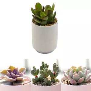 다육이 분갈이흙 미니화분 세트사무실식물 씨앗 심기 관찰학습 과학교구 아하그렇구나 단체선물 재배키트