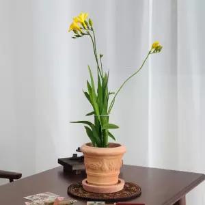 베트남 레드테라코타 미니 꽃장식 16x14cm 받침 셋원예 식물 용식물 인테리어 인테리어용 화분