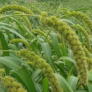 차조 국내 재래종 청차조 종자 곡물 품종 씨앗 20g