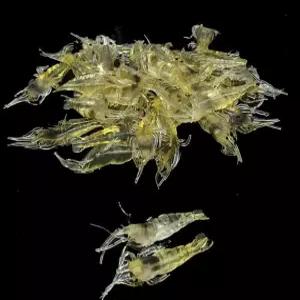 10개의 부드러운 인공 새우 미끼 바닷물과 민물 낚시를 위한 사실적인 4cm 풀 자연스러운 액션이 돋보이는