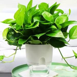 물주는 화분 자동급수 투명 원형 실내용 원예 반려식물키우기 저면관수 워터 인테리어 용품 심지 뷰 드락