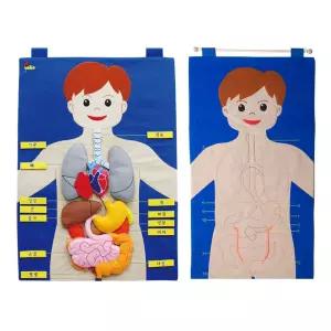 차트 신체기관(한글) (교육차트)/인체/교구/학습/과학/구조/초등/어린이