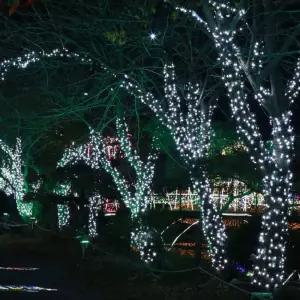 투명선 LED 백색전구 트리 100구 10M(전원잭포함) 장식 용조명 인테리어 크리스마스 미니 소품크리스마스