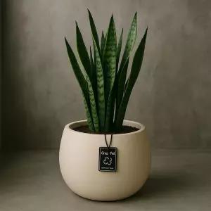 고강도 플라스틱 화분 낮은 달항아리 27x25cm선물용 감각적인 인테리어 베란다 분갈이 귀여운