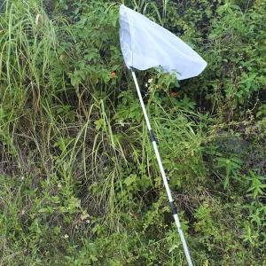 곤충채집망 3단 포충 잠자리 신축 길이조절개미 개구리 확대경 잠자리채 모형 관찰 도구