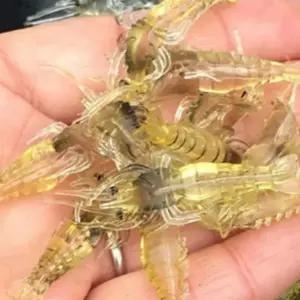 실리콘 인공 새우 미끼 루어 미끼 5pcs 세트 밑밥