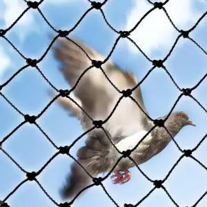 새그물망 방조망 참새 조류 검은 새 그물- 작업 사슴 보호 그물 고양이 개 과일 Protecion 정원