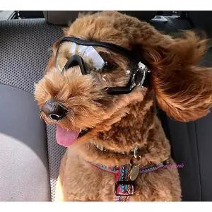 강아지고글 자외선 물안경 눈보호 안경 미러 선글라스 산책 물놀이 애견 용품fgh428