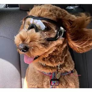 강아지고글 눈보호 선글라스 물안경 미러 안경 자외선 용품 산책 물놀이 애견bcd873