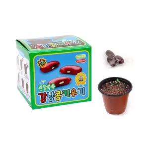강낭콩키우기 12개 모종키우기 재배키트세트 식물학습