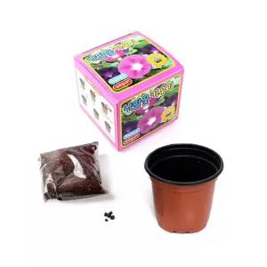 나팔꽃키우기 12개 모종키우기 재배키트세트 식물학습