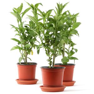 모기퇴치식물 야래향 3개1세트