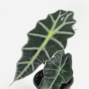 거북알로카시아 소형 관엽식물 무늬식물 플랜테리어 실내공기정화