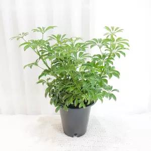 갑조네 홍콩야자(대품) 개별배 송 공기정화식물 관엽 식물