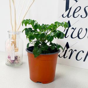 해피트리 소형 모종