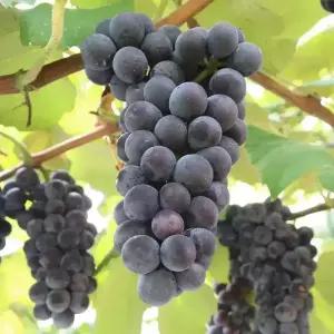 [할인상품] 캠벨 포도나무 묘목 - 1년생/삽목묘