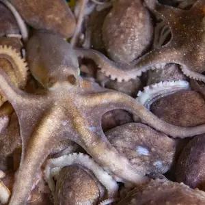 고흥 산 활낙지 5미 (중사이즈)