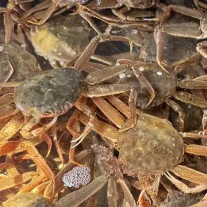 북해도 활 초코대게(빵게) 1kg 4-6미