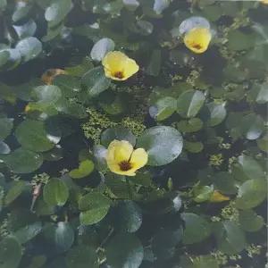 [신세계수족관] 수생식물 물 양귀비 2촉+1촉