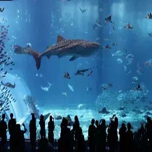 오키나와 4일 #국제거리 #나하시내호텔3박 #중+북부투어 #츄라우미수족관 #아메리칸빌리지 #자유식 2회 #샘즈철판스테이크