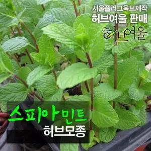 (모종) 스피아민트 (허브티 식용허브 노지월동) 허브모종 10개