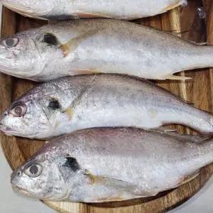 국내산 서해안 냉동 백조기 1kg(7-12미내외) 2kg 제수용 차례용 제사 조기