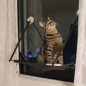 고양이 윈도우 해먹 1단 2단 25kg 캣타워 창문해먹