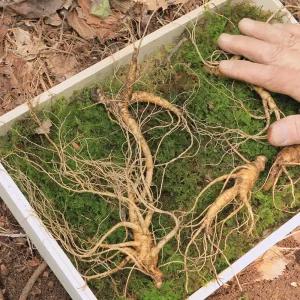 신의한수 산양삼 사포닌 함량 높은 국내산 강원청정 자연 산삼 5뿌리 / 8뿌리