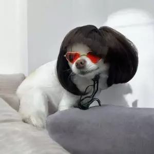 금잔디 단발 강아지 가발 앞머리 머리띠 가발 악세사리 강아지