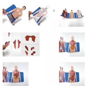 도면으로배우는 내장기관모형 5명 set만들기 공예 인테리어 만들기재료 만들기세트