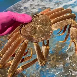 S급 선어 자숙 대왕대게 3kg 러시아 수입