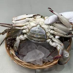 연평도 활 암 꽃게 5kg 25-30미 소 생물꽃게 햇꽃게 활꽃게 알배기꽃게 연평도꽃게 생