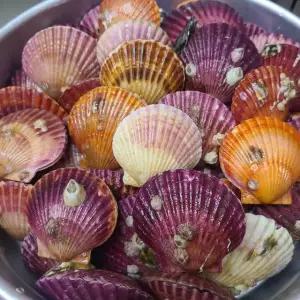 통영 홍가리비2kg 2인분 오전주문 당일출하