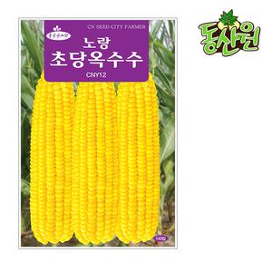 노랑초당옥수수씨앗 100립 초당옥수수종자 곡물씨앗